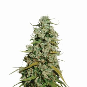 Hawaii Maui Waui Feminized Seeds