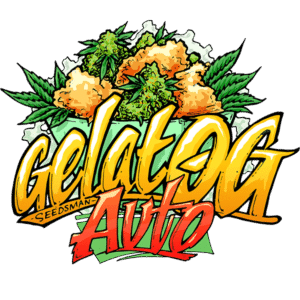 Gelat.OG Auto feminized Seeds - 3 Seeds