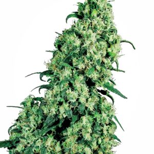 Skunk #1 Regular Seeds