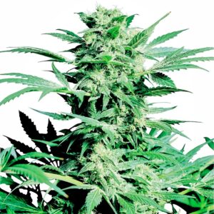 Shiva Skunk Regular Seeds