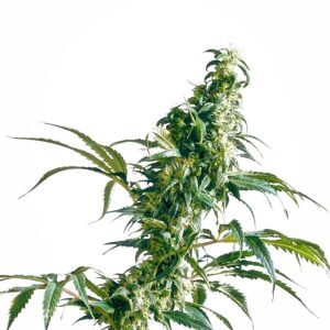 Mexican Sativa Regular Seeds