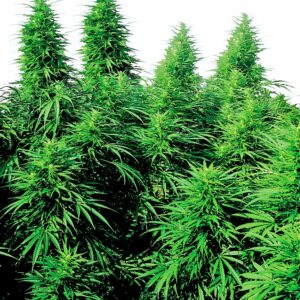 Ruderalis Skunk Regular Seeds