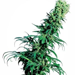 Early Pearl Regular Seeds