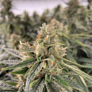 Diesel Feminized Seeds - Bulk x 100