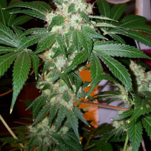 Chem Valley Kush Feminized Seeds