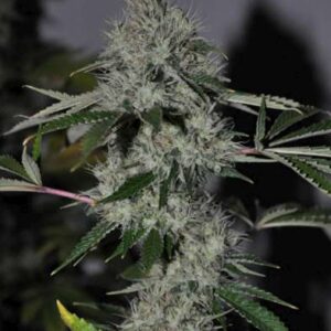 Chem 4 OG Feminized Seeds