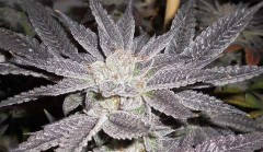 LA Affie Feminized Seeds