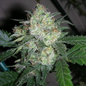 OGiesel Feminized Seeds