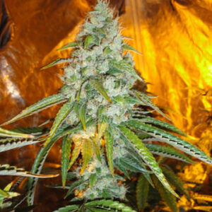Original Sour Diesel Feminized Seeds