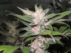 Purple Chem Feminized Seeds