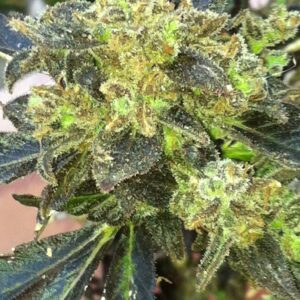 Boss Hogg Feminized Seeds