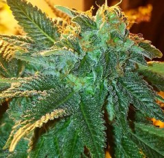 Alien OG Feminized Seeds