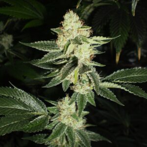 Louis XIII OG Feminized Seeds