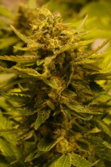 OG CBD Feminized Seeds