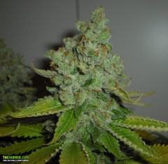 SFV OG Kush Feminized Seeds