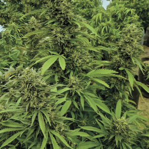 Chemdawg Feminized - Bulk x 100
