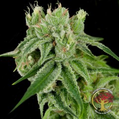 Banana Split Regular Seeds2