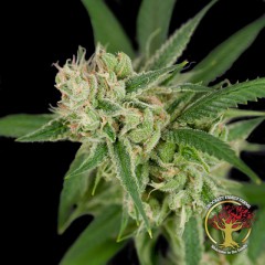 Sour Banana Sherbet Regular Seeds2