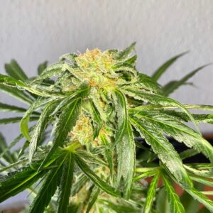 Jack Herer FAST Feminized Seeds - BULK x 100