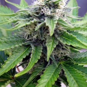 C99 x Blueberry FAST Feminized Seeds - BULK x 100