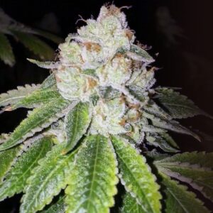 Lemon Tart Feminized Seeds