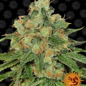 Caramel CBD Regular Seeds