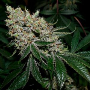 Gorilla Glue #4 Feminized Seeds - BULK x 100