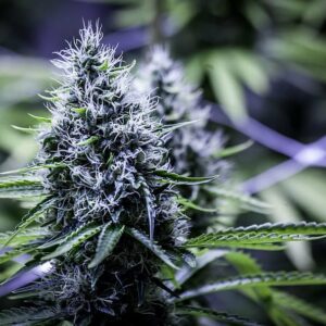 Blue Dream Feminized Seeds - BULK x 100