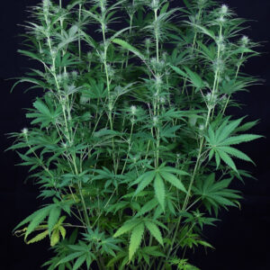 Tiger-One Cheese CBD 1:1 Feminized Seeds - BULK x 100