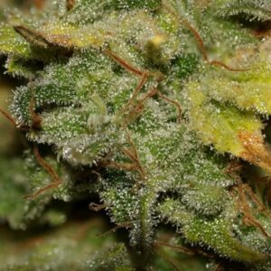 Bruce Banner FAST Feminized Seeds - BULK x 100
