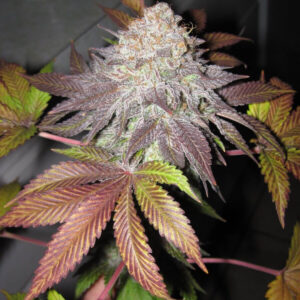 Fruit Cup Feminized Seeds (Gold Collection)