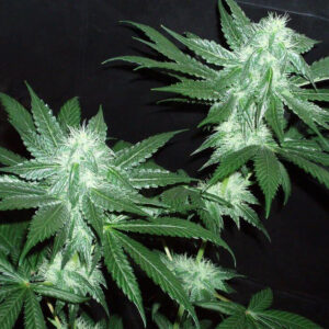 Italian Ice Feminized Seeds (Gold Collection)
