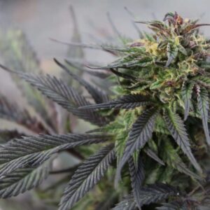 Girl Scout Cookies Feminized Seeds - BULK x 100