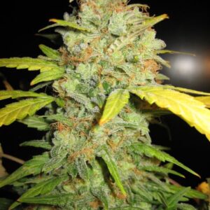 Diesel Auto Feminized Seeds - BULK x 100