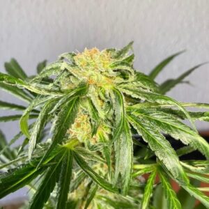 Jack Herer Auto Feminized Seeds - BULK x 100