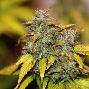 Tiger-One Kush CBD 1:1 Auto Feminized Seeds - BULK x 100