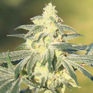 Gorilla Glue #4 x GSC FAST Feminized Seeds - BULK x 100