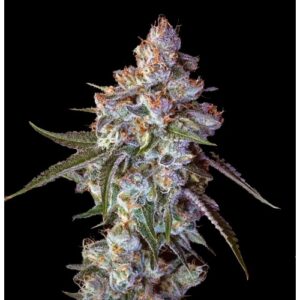 Cherry Pie Feminized Seeds - BULK x 100