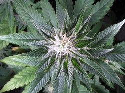Skywalker Feminized Seeds - BULK x 100