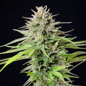 Blue Cheese Feminized Seeds - BULK x 100