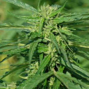 Tiger-One CBD 40:1 Feminized Seeds - BULK x 100
