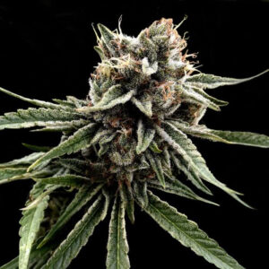 Sour Strawberries Regular Seeds (Crockett Family Farms)2