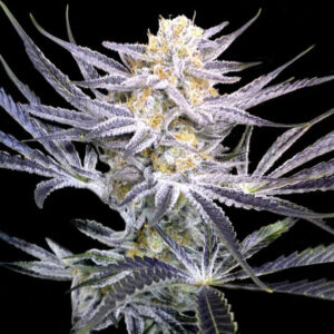 Strawberry Fields Regular Seeds (Crockett Family Farms)2