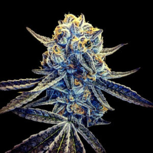Tangieland Regular Seeds (Crockett Family Farms)2