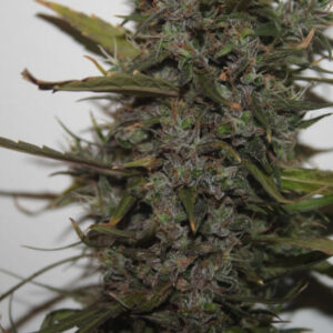 Green Crack Auto Feminized Seeds Bulk x 100