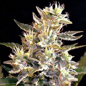 Sunset Vibes Auto Feminized Seeds