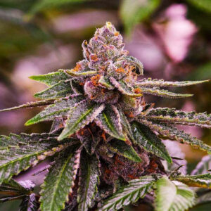 Girl Scout Cookies Feminized Seeds
