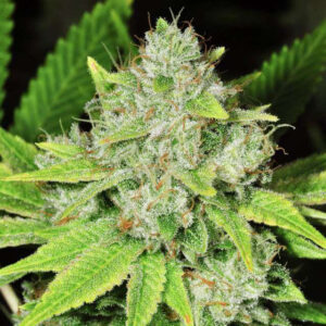 Original Glue Feminized Seeds