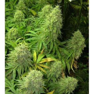 Big Bud Feminized Seeds Bulk x 100