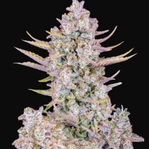 Purple Punch FAST Feminized Seeds - BULK x 100